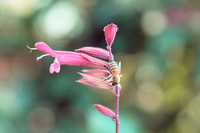 Penstemon