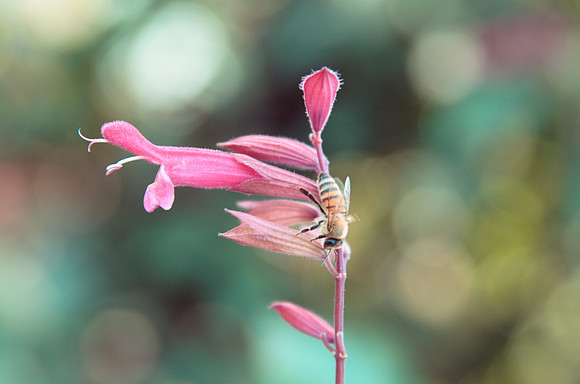 Penstemon