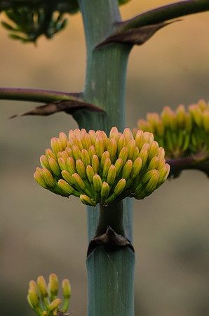 Yucca blooms