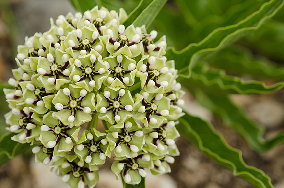 Milkweed