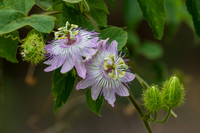 Passion flower vine