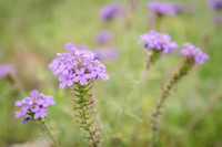 Verbena